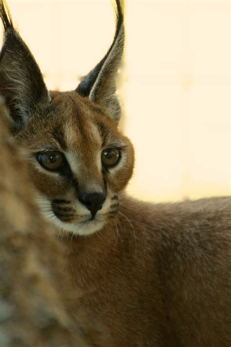 In the pedigree of caracat f2, caracal is the grandfather on the mother's side. Caracals | Great Cats World Park
