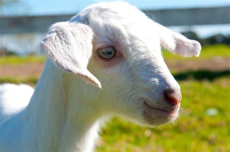 Meet Missy The Baby Saanen Dairy Goat Dairy Goats Goats Happy Goat