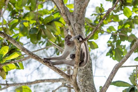 Monkey In Natural Habitat Stock Photo Image Of Primate 148027596