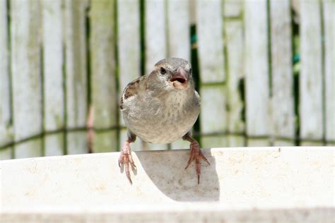 house sparrows | House Sparrow | House sparrow, Sparrow, Birds