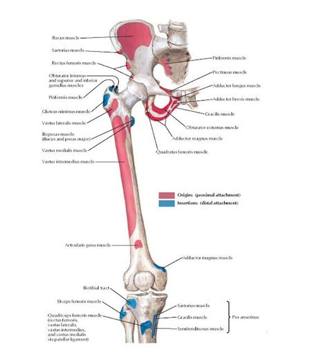 Bony Attachments Of Muscles Of Hip And Thigh Anterior View Anatomy