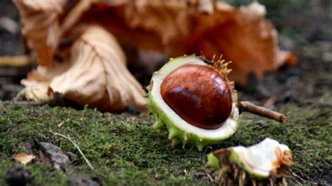 What Is Horse Chestnut What Does It Do What Are The Benefits Of Horse