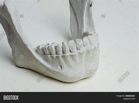 Lower Jaw Human Skull Image And Photo Free Trial Bigstock