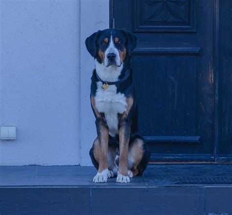 greater swiss mountain dog pictures  informations dog breedscom