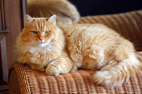11 Best Hypoallergenic Cat Breeds Pets4you