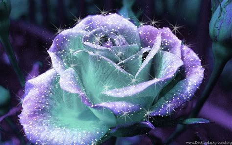 Glitter Rose S Flower Shiny Flowers 1920x1200 Hd Wallpapers