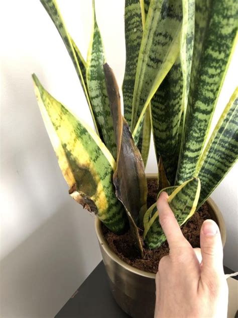 The Complete Guide To Caring For Your House Plants Snake Plant Edition