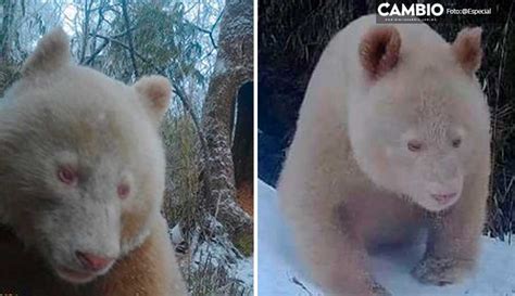 Captan En Video Al único Panda Gigante Albino Del Mundo En China