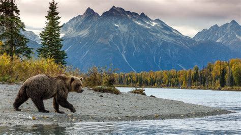 What Animals Are In Alaska Travel Alaska Alaska Wildlife