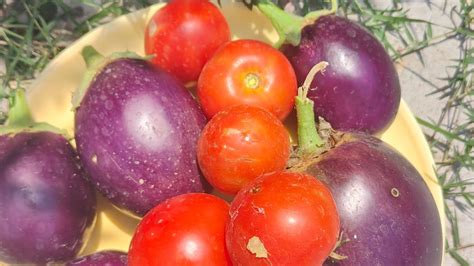 Today Iplucked Fresh Tomatoes Andbrinjals From My Kitchen Garden
