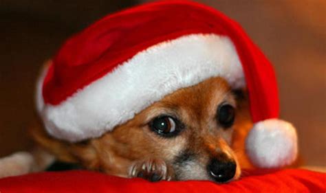 Hats Off To Santas Dashing Little Helpers Weird News