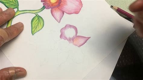 Basic Colour Pencil Shading And Blending Orchid Youtube