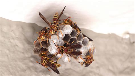 Learn How To Identify Wasp Nests Wasp Nest Information In Central Fl
