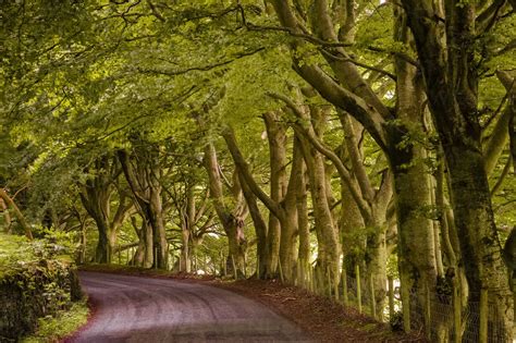 Uk England Tree Lined Country Road Stock Photo