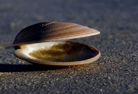 Free Images Beach Sand Food Seafood Material Invertebrate Seashell Clam Close Up