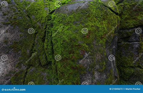 Green Moss On Rock Stock Photo Image Of Grey Greenery 21045672