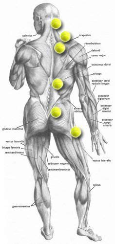 Back pain is all too common and is often caused through poor posture or faulty biomechanics but there are many reasons as to why pain may occur. Tennis Ball Trigger Point Map | Trigger points, Massage ...