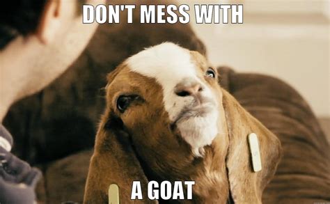 Goat Memes Dont Mess With A Goat Picsmine