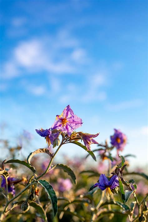 Gallery Wildflowers Of West Texas