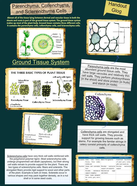 They are commonly found as fibers or sclereids in nongrowing regions of plant bodies, such as in seed coats, bark, or vascular. Parenchyma, Collenchyma and Sclerenchyma Cells: cells ...