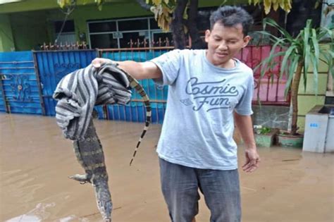Banjir Surut Kini Warga Bekasi Dikejutkan Dengan Kemunculan Biawak