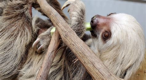 Buttonwood Park Zoo Introduces Female Sloth Reporter Today