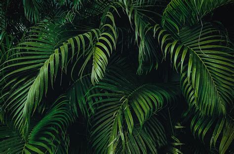 Custom Tropical Foliage Abstract Vinyl Wallpaper Exclusive Design