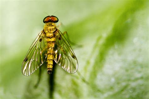 Free Images : nature, flower, fly, green, insect, canon, fauna