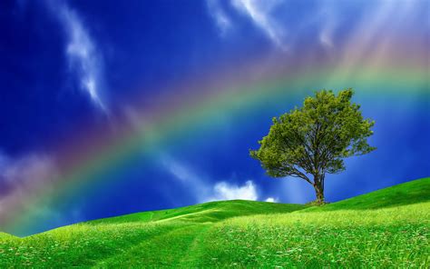 Hills Tree Rainbow Landscape Wallpapers Hd Desktop