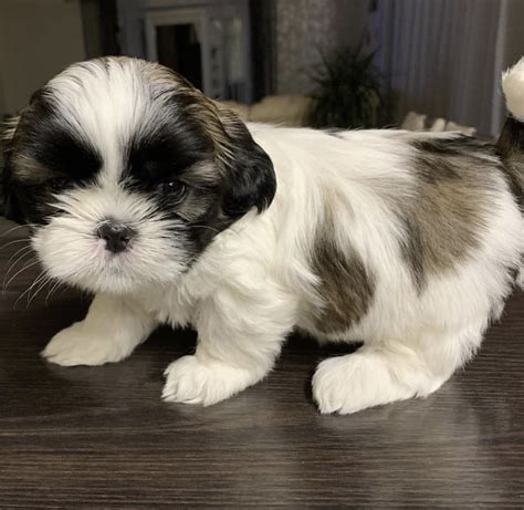 Shih Tzu Puppies For Sale Waco Tx 356984 Petzlover