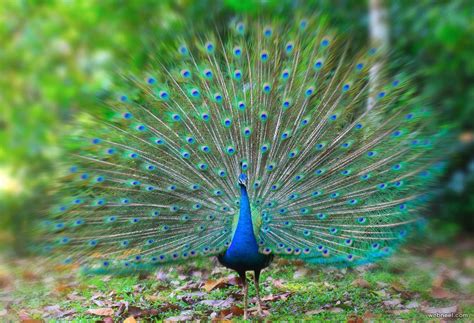Beautiful Peacock Photo 15