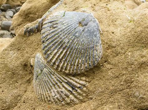 Shell Fossil