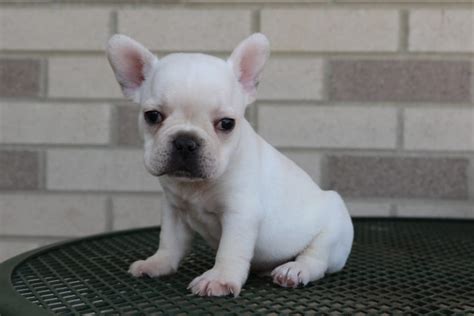 French bulldog prices fluctuate based on many factors including where you live or how far you are willing to travel. French Bulldog Puppies For Sale in Indiana & Chicago ...