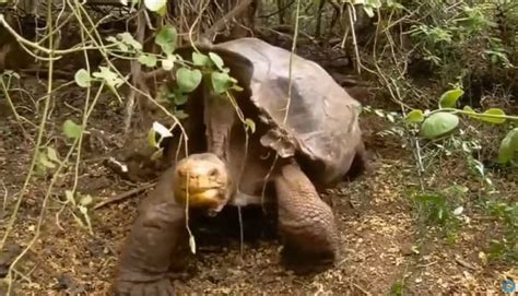 Sex Pest Tortoise Single Handedly Saves His Species From Extinction