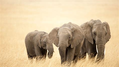 Baby Elephant Wallpapers Wallpaper Cave