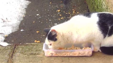 The Cat Meows On The Bench Because Wants To Eat Food13 Youtube