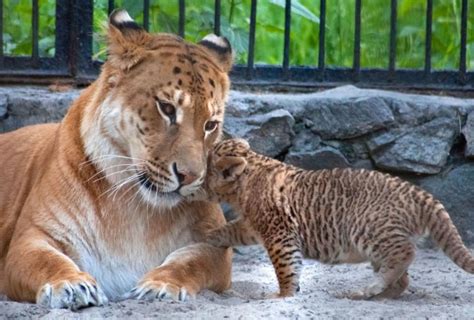 Rare Liger Cubs Born At Russian Zoo Ny Daily News