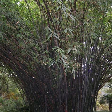 50pcs Black Bamboo Seeds Bamboo Plant Seeds Phyllostachys Nigra