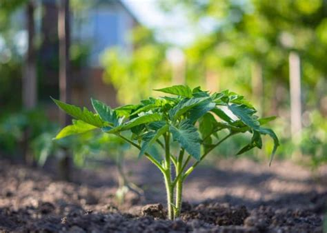 Plant Tomatoes Deep Or Sideways The Secret To Your Best Harvest Ever