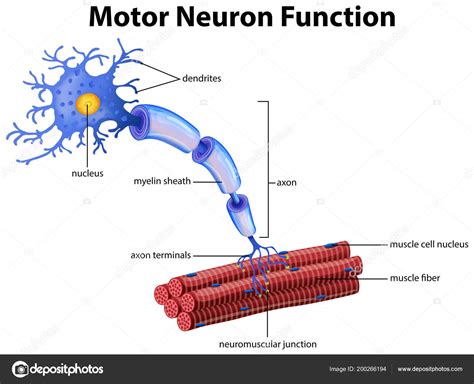 Vector Motor Neuron Function Illustration Stock Vector Image By
