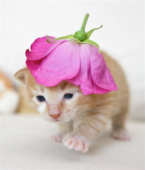 Kitten Walking With Flower Hat Photograph By Sanna Pudas