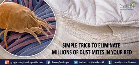 Use This Very Simple Trick To Eliminate Millions Of Dust Mites In Your