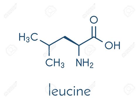 Leucina Y El Crecimiento Muscular Goldnutricion