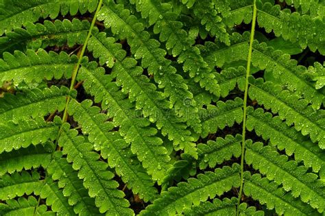 Raindrops And Braken Ferns Adirondack Forest Preserve New York Stock