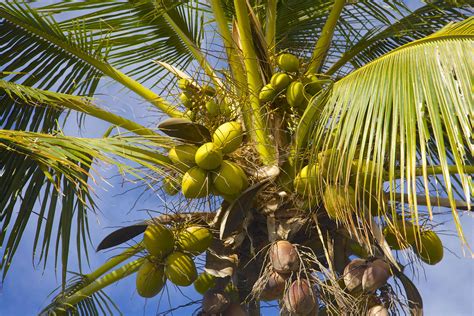Right past that layer is the husk (it looks brown and hairy), called the mesocarp. 11 Fascinating Facts About Palm Trees