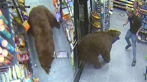 Video Shows Bears Searching For Food Inside Lake Tahoe Convenience