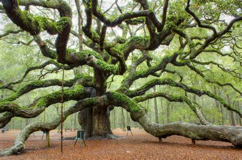 11 Most Famous And Beautiful Trees Of The Earth ~ Beauty Planet 360