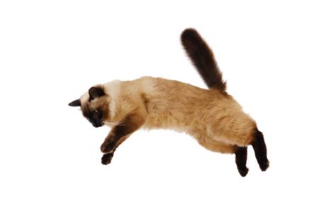 White Cat Jump Stock Photos Pictures And Royalty Free Images Istock