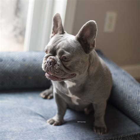 Are French Bulldogs Self Dependent