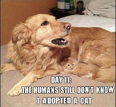 40 Random Cat Memes For Cat Lovers Funny Animal Memes Funny Cat